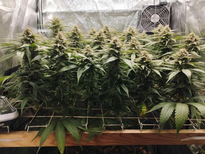 Mimosa x Orange Punch scrog. Week 18 - BT45
