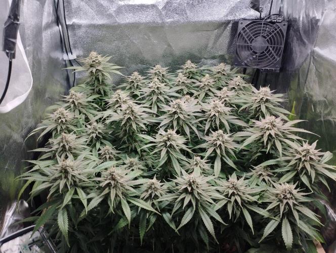 Mimosa x Orange Punch scrog. Week 18 - BT45