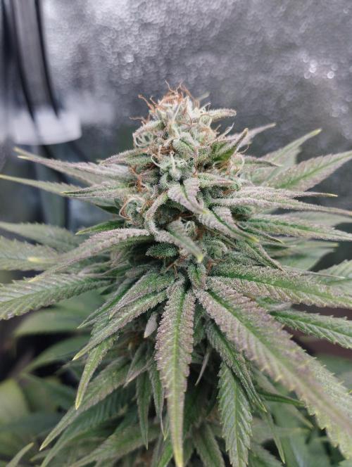 Mimosa x Orange Punch scrog. Week 18 - BT45