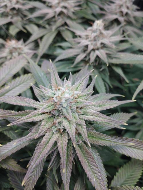 Mimosa x Orange Punch scrog. Week 18 - BT45