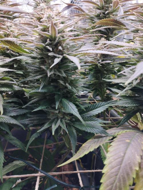 Mimosa x Orange Punch scrog. Week 19 - BT 51