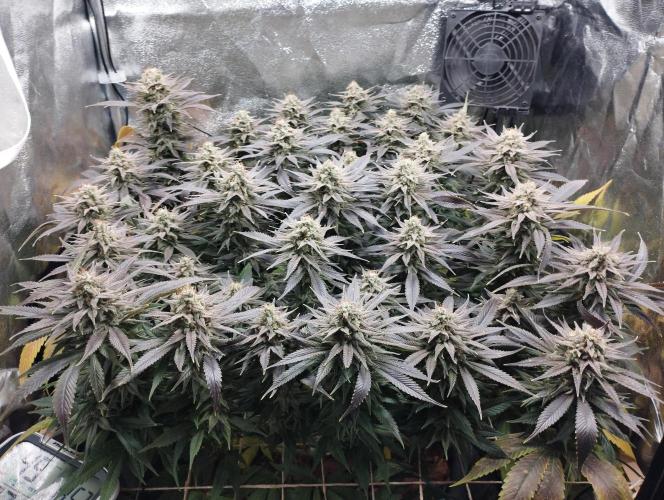 Mimosa x Orange Punch scrog. Week 19 - BT51