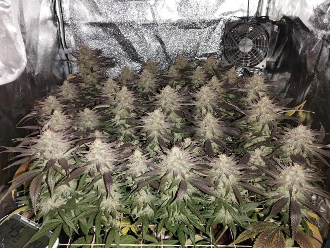 Mimosa x Orange Punch scrog. Week 19 - BT51