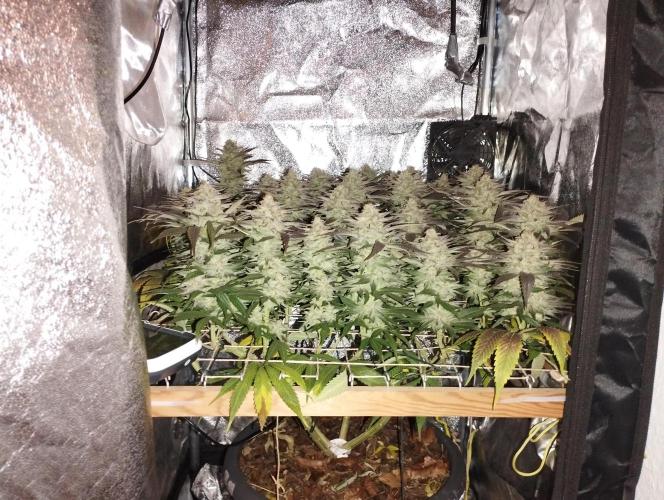 Mimosa x Orange Punch scrog. Week 19 - BT51