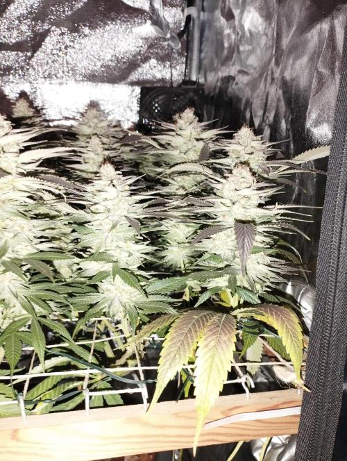 Mimosa x Orange Punch scrog. Week 19 - BT51