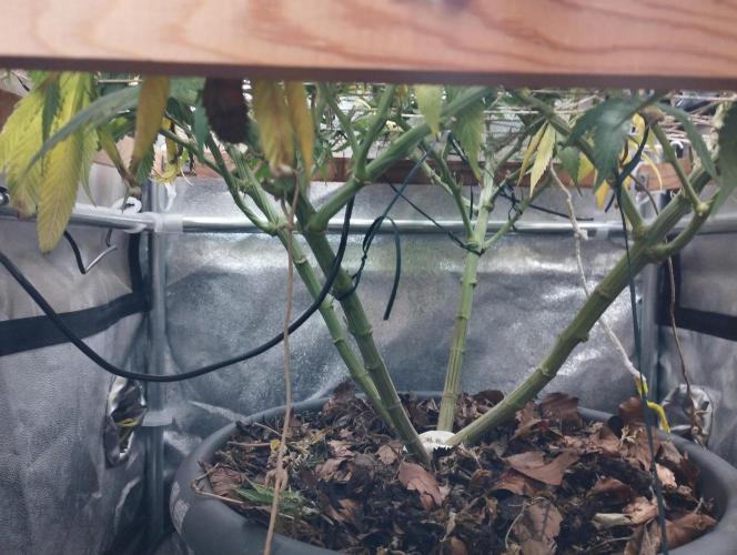 Mimosa x Orange Punch scrog. Week 20 - Ich habe gelogen...es gibt doch noch Blätter unter dem Netz :-)