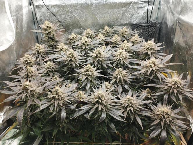 Mimosa x Orange Punch scrog. Week 20 - BT 58