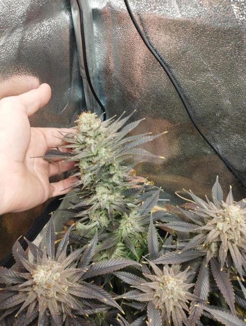 Mimosa x Orange Punch scrog. Week 20 - BT 58