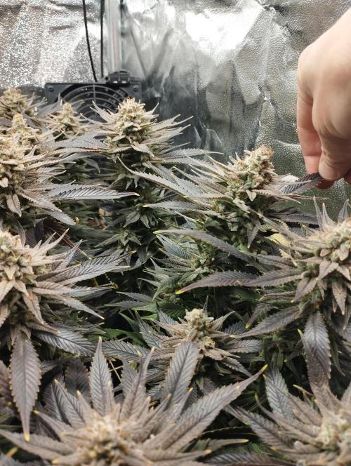 Mimosa x Orange Punch scrog. Week 20 - BT 58
