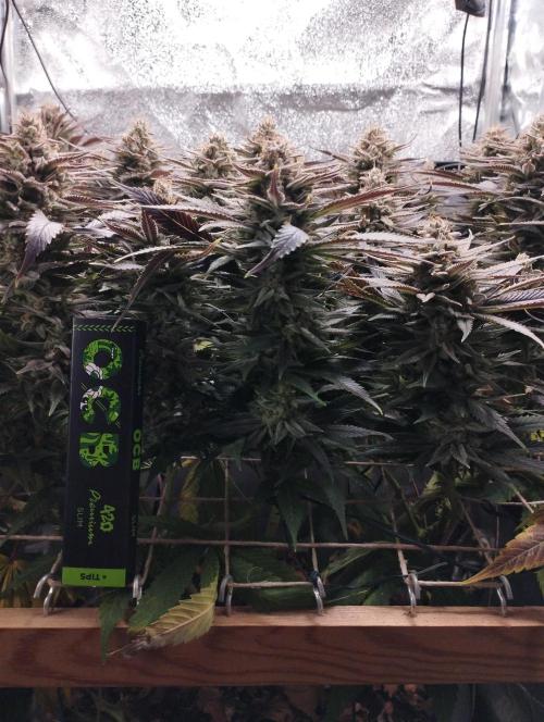 Mimosa x Orange Punch scrog. Week 20 - BT 58
