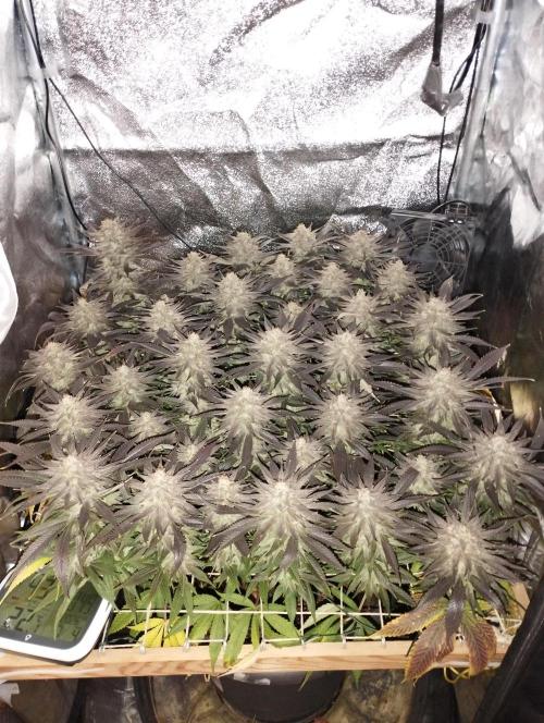 Mimosa x Orange Punch scrog. Week 20 - BT 58