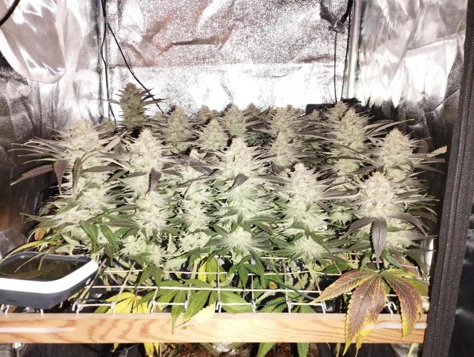 Mimosa x Orange Punch scrog. Week 20 - BT 58