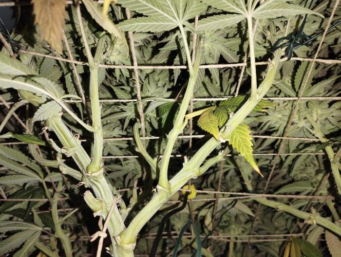 Mimosa x Orange Punch scrog. Week 20