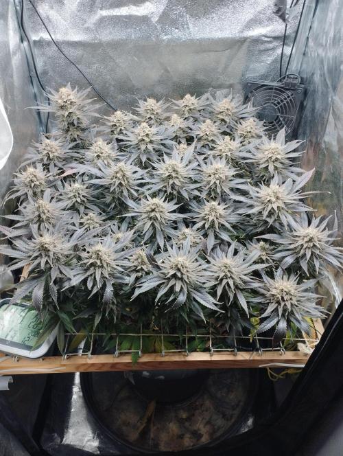 Mimosa x Orange Punch scrog. Week 21 - BT63