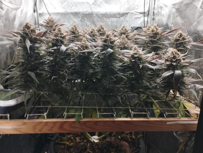 Mimosa x Orange Punch scrog. Week 21 - BT63