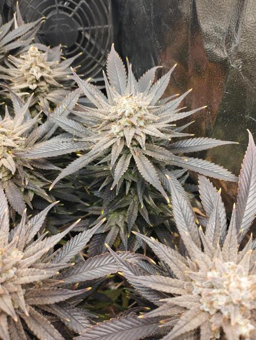 Mimosa x Orange Punch scrog. Week 21 - BT63 