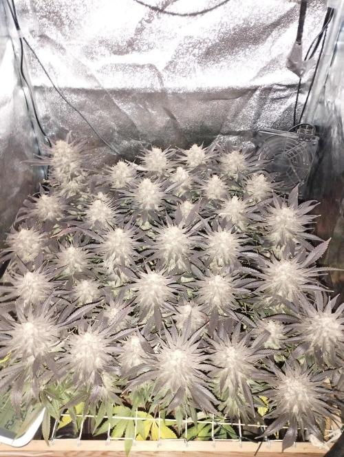 Mimosa x Orange Punch scrog. Week 21 - BT63
