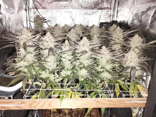 Mimosa x Orange Punch scrog. Week 21 - BT63