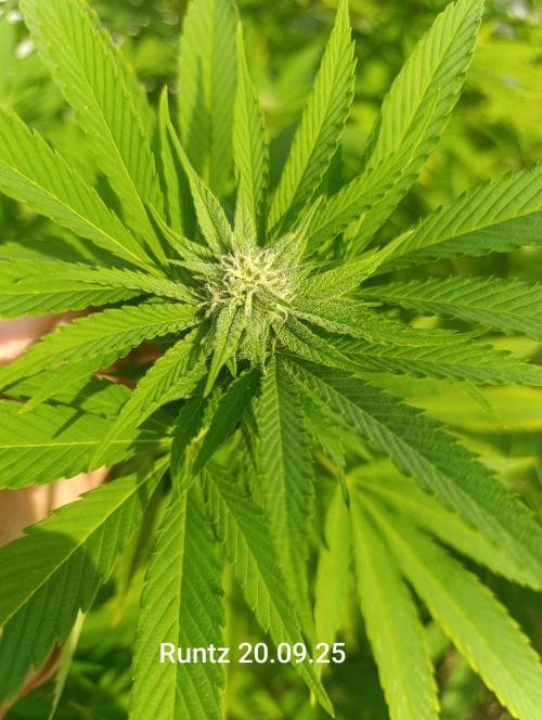 Runtz Zamnesia Photo. Week 9 - Ca. Woche 7 