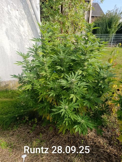 Runtz Zamnesia Photo. Week 9 - Kurz vor der Ernte Ca. Woche 9