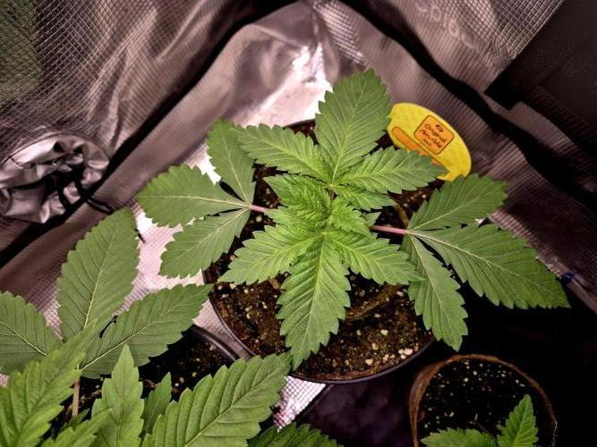 Rainbow Hitter. Week 3 - 18.03.