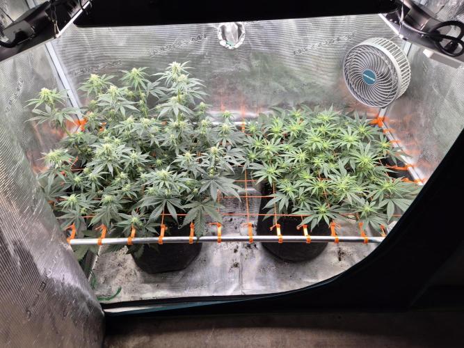 Caly 'n banana main lining. Week 3 - Blütetag 18