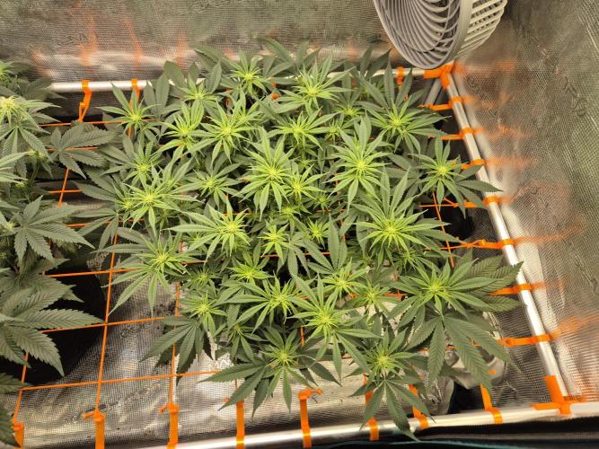 Caly 'n banana main lining. Week 3 - Banana punch