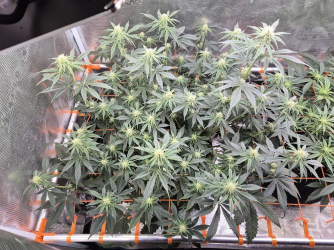 Caly 'n banana main lining. Week 3 - Calypso sunrocks