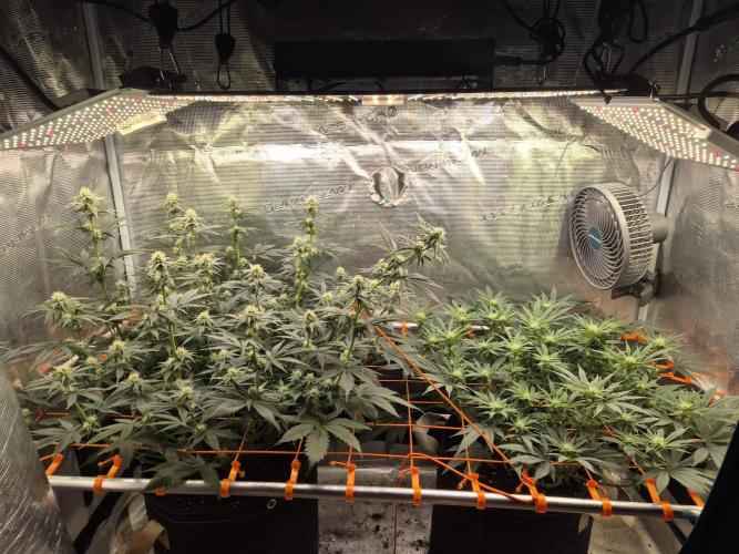 Caly 'n banana main lining. Week 4 - Start der 4. Blütewoche