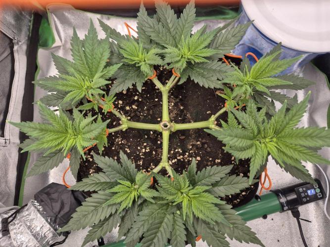 Orange bud main lining. Week 7