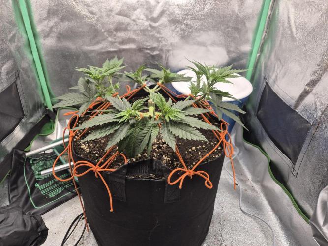 Orange bud main lining. Week 7