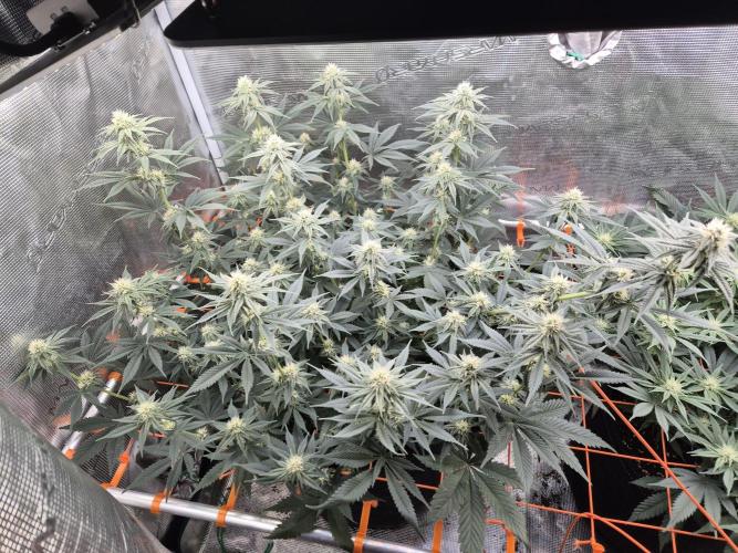 Caly 'n banana main lining. Week 4