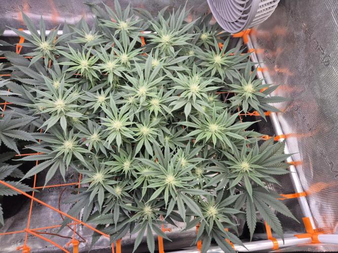 Caly 'n banana main lining. Week 4