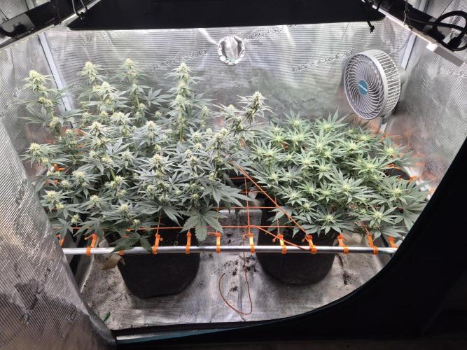 Caly 'n banana main lining. Week 4