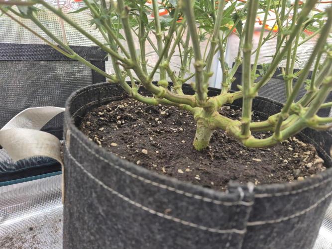 Caly 'n banana main lining. Week 4 - Die Banana punch mit 16 Haupttrieben