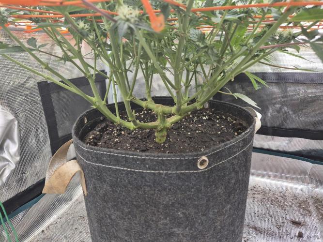 Caly 'n banana main lining. Week 4 - Calypso sunrocks mit 8 Haupttrieben