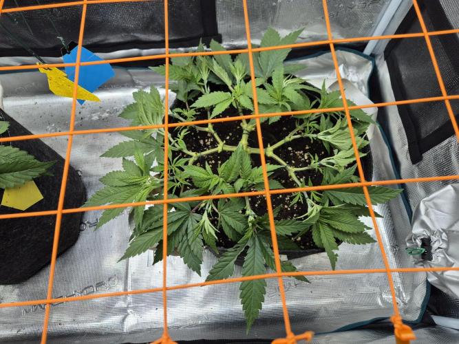 Caly 'n banana main lining. Week 1 - Banana punch 16