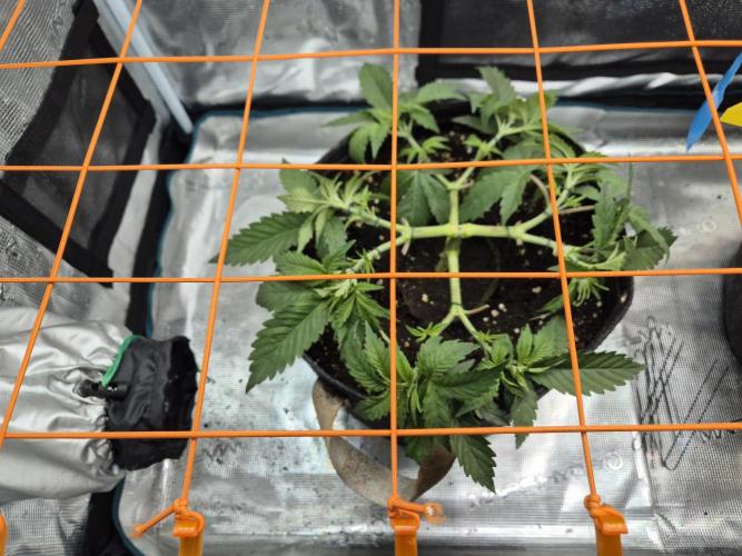 Caly 'n banana main lining. Week 1 - Calypso sunrocks 8