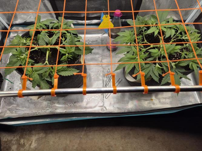 Caly 'n banana main lining. Week 1