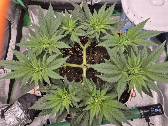 Orange bud main lining. Week 7