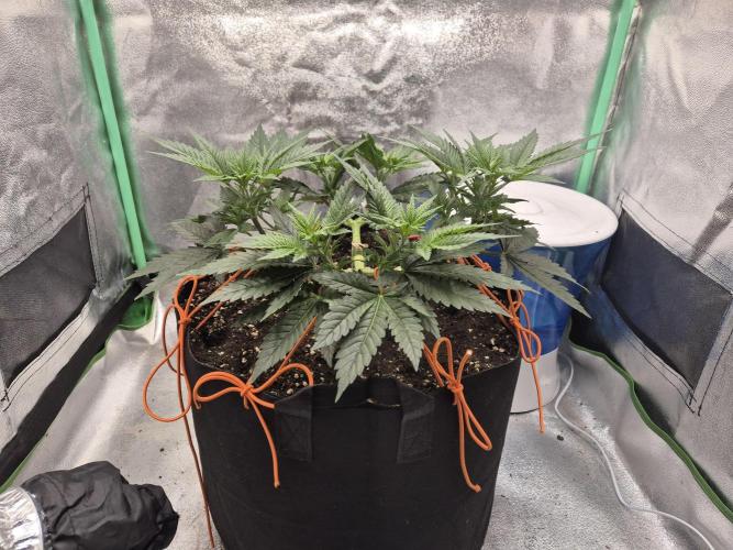 Orange bud main lining. Week 7