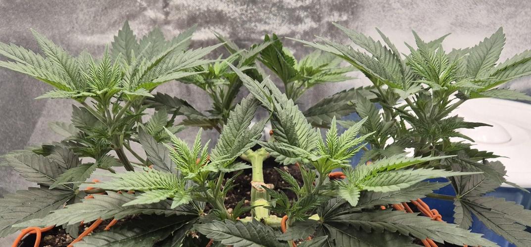 Orange bud main lining. Week 7