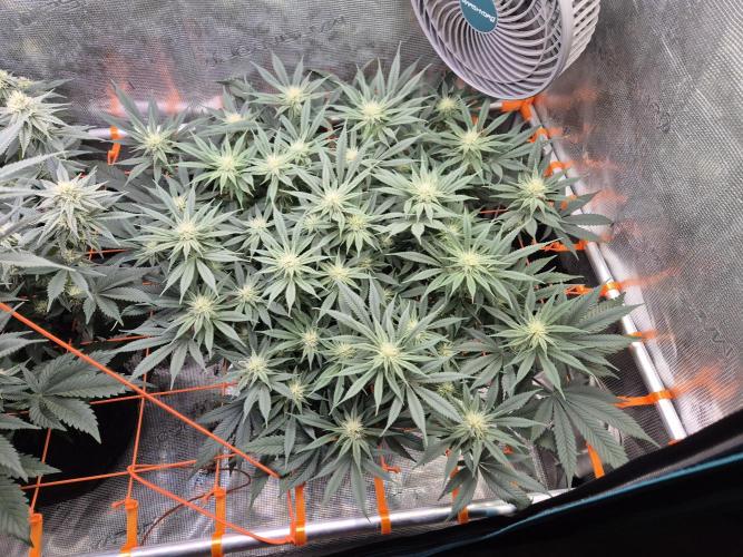 Caly 'n banana main lining. Week 4