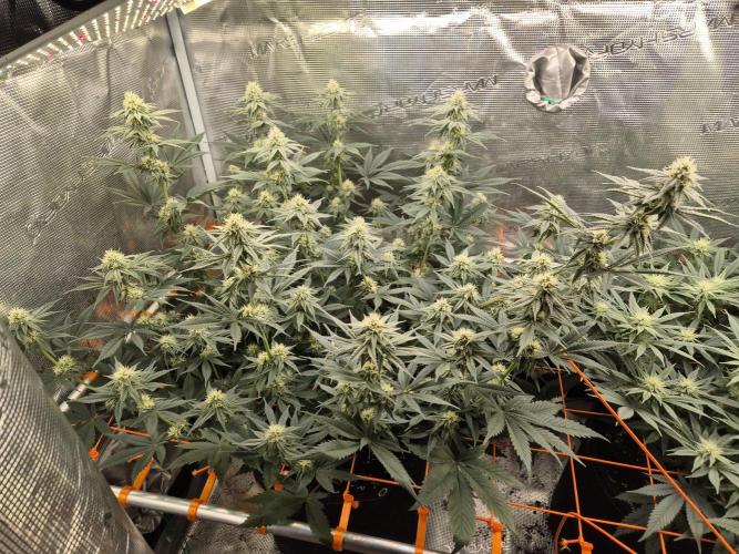 Caly 'n banana main lining. Week 4