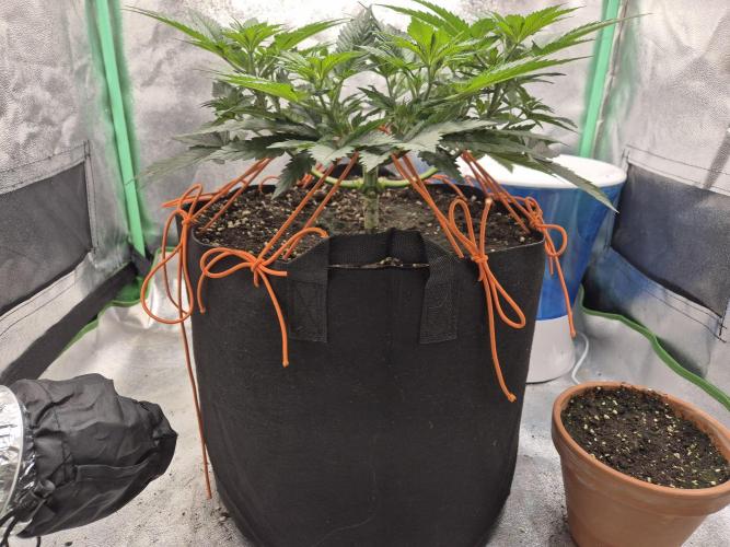 Orange bud main lining. Week 7