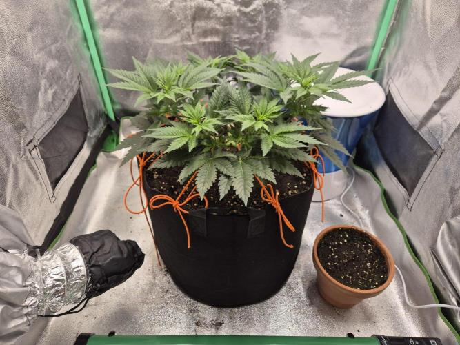 Orange bud main lining. Week 7