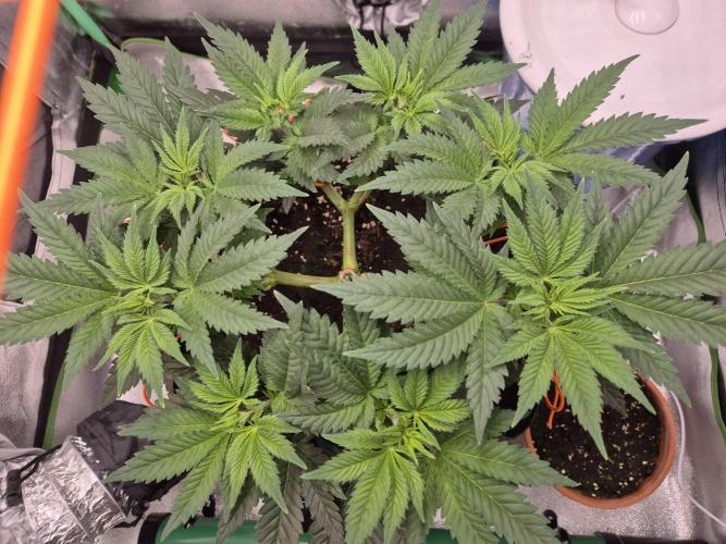 Orange bud main lining. Week 7