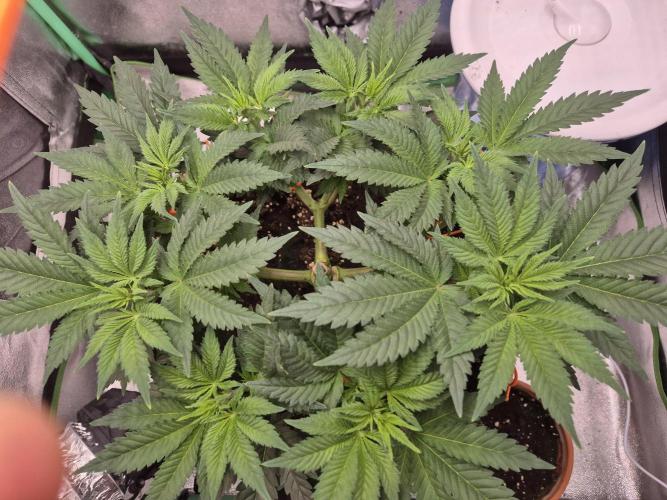 Orange bud main lining. Week 8 - Veggie day 50