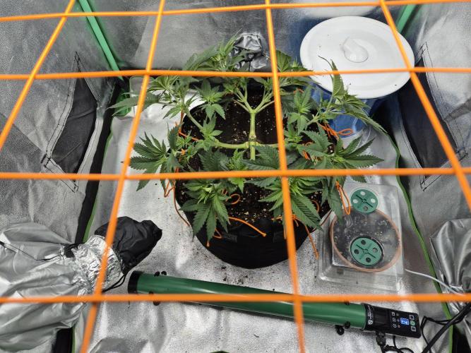 Orange bud main lining. Week 8