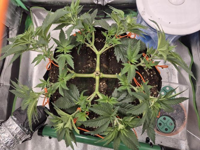 Orange bud main lining. Week 8 - ...training day